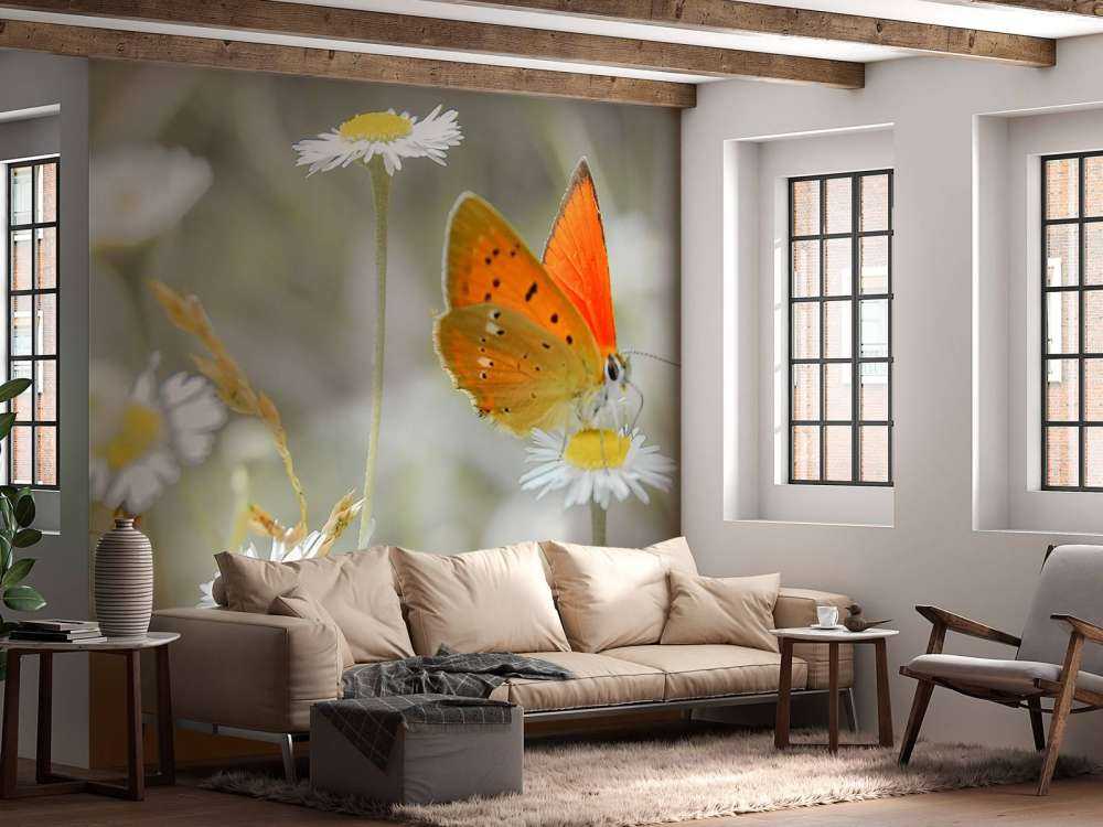 Marguerites&#x20;et&#x20;papillon&#x20;orange