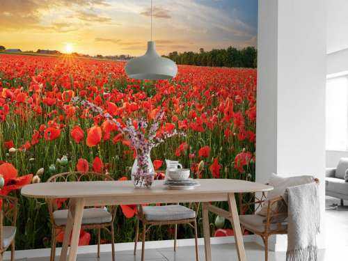Coucher de soleil avec des coquelicots