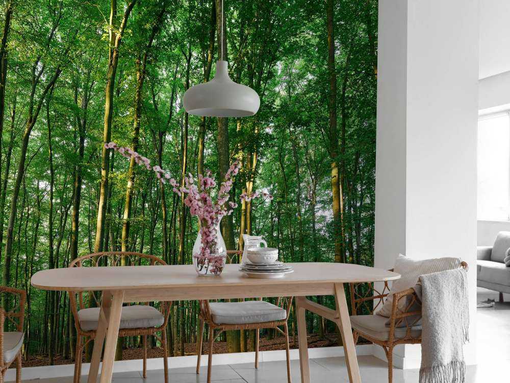 Forêt verte avec lumière du soleil