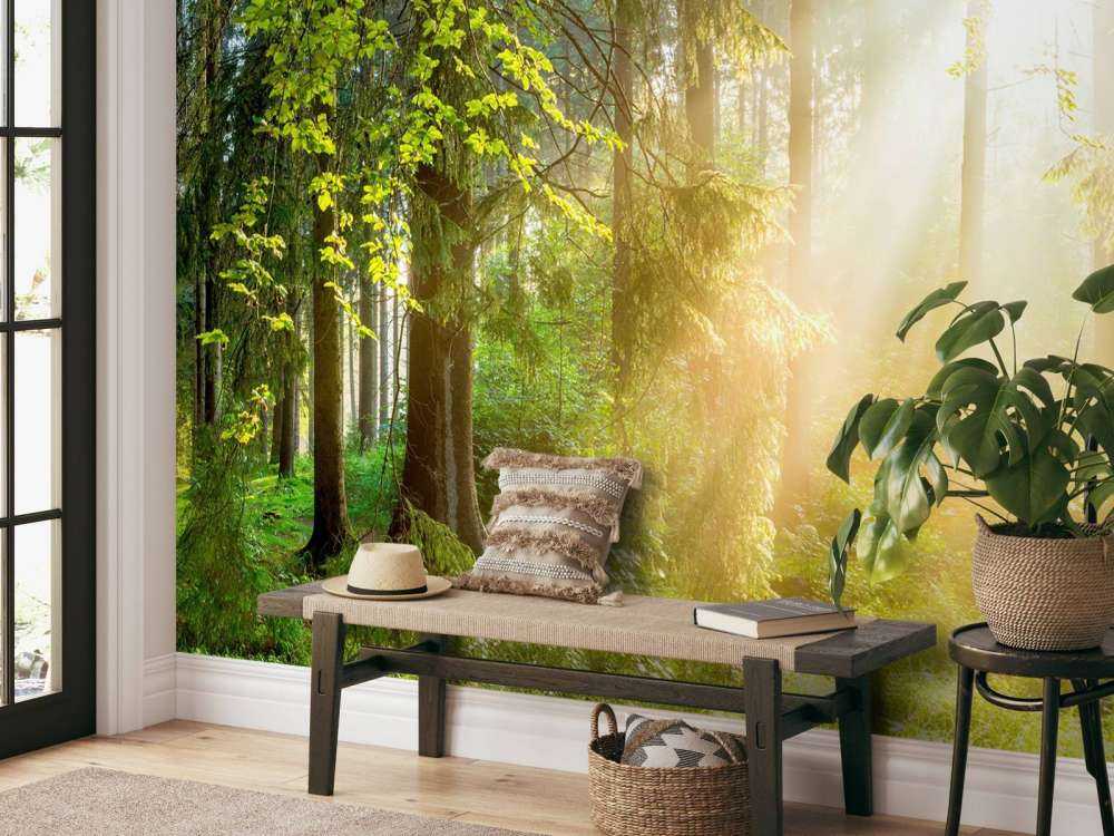 Paysage forestier au lever du soleil