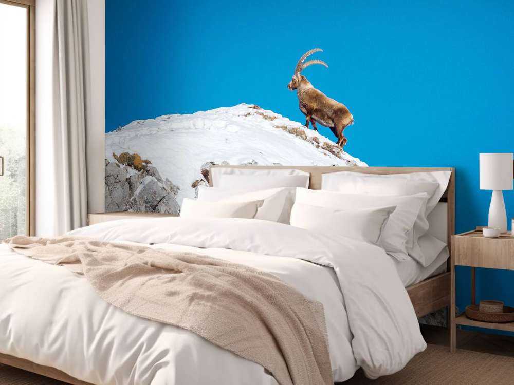 Steenbok sur un pic rocheux enneigé