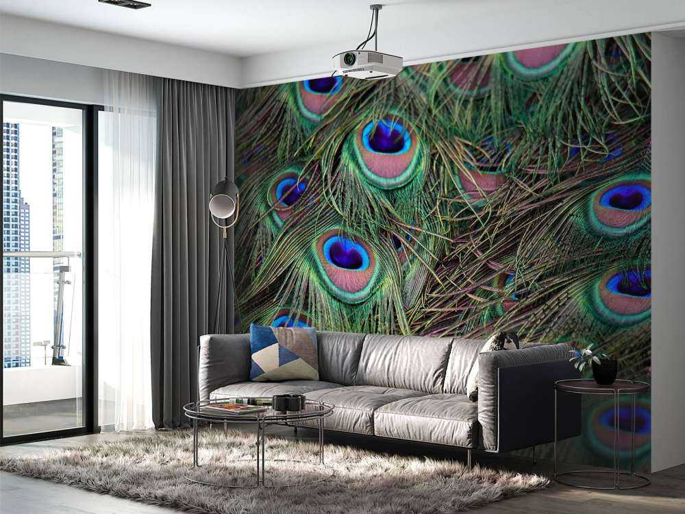 Gros plan sur des plumes paon