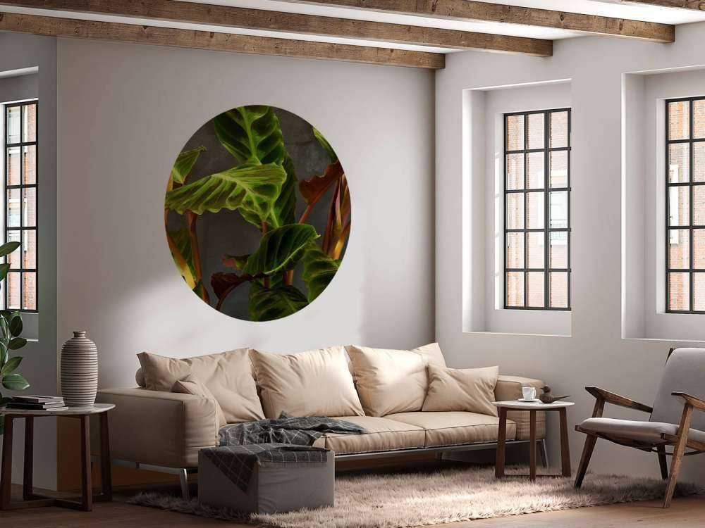 Plante avec de belles feuilles vertes