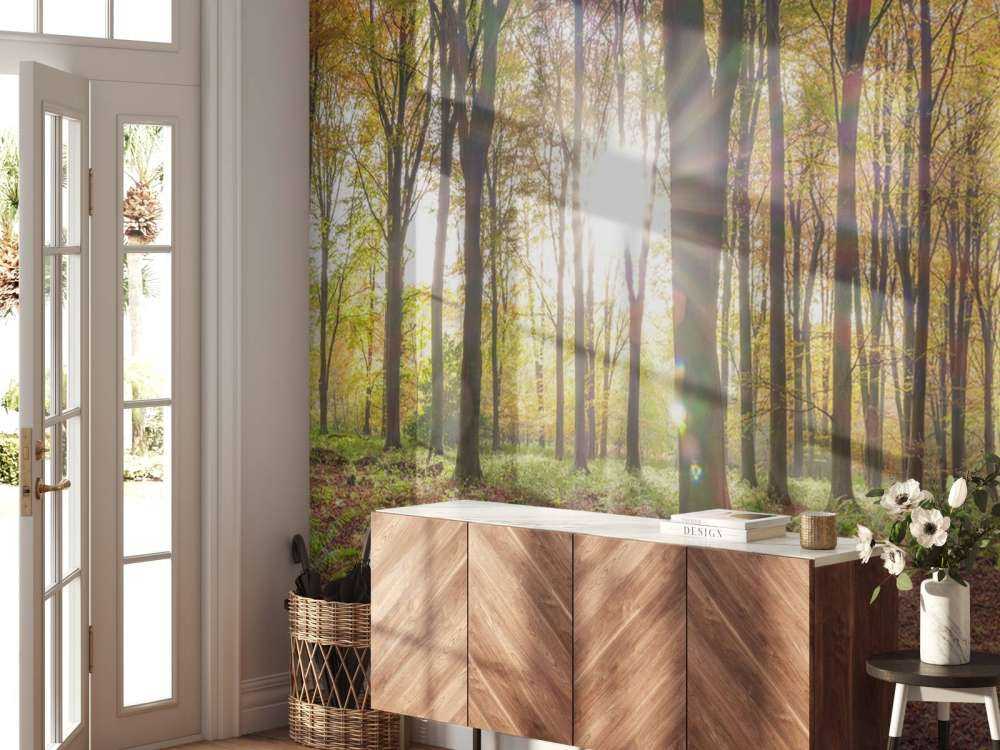 Lumière du soleil à travers la forêt d'automne