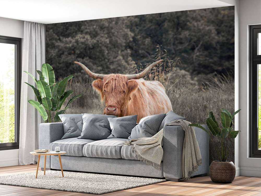 Highlander écossais dans un champ