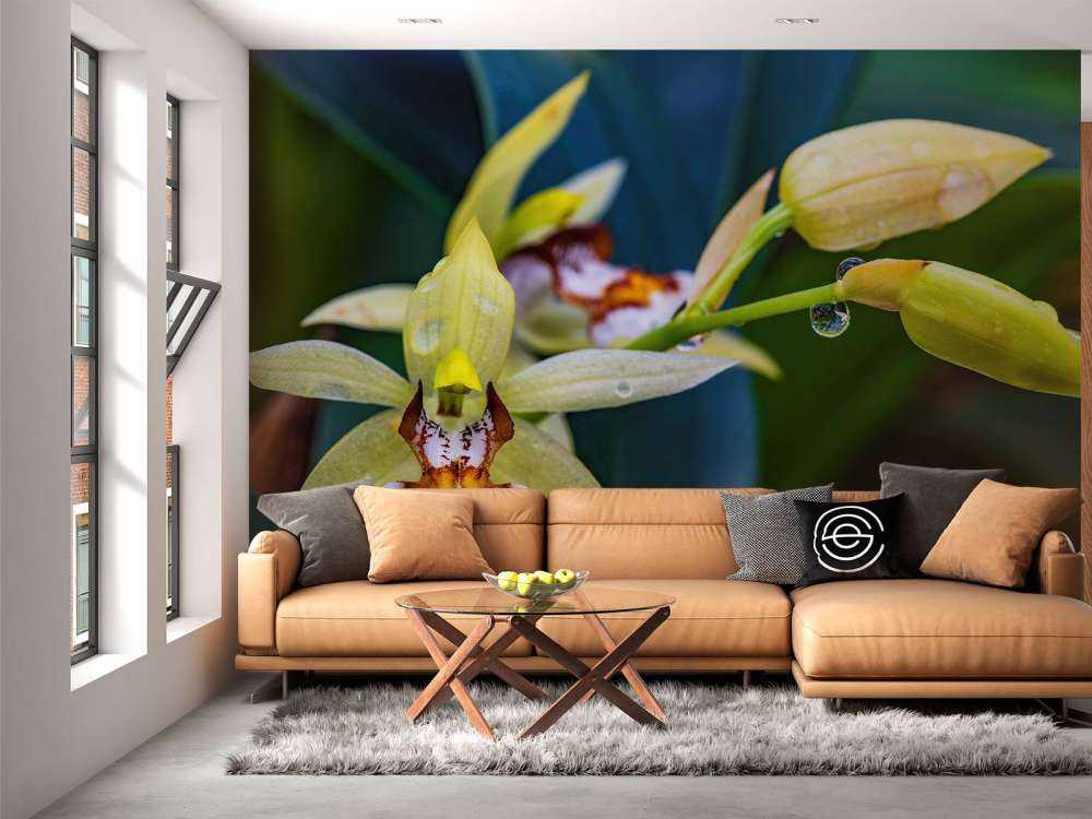 Orchidée jaune sauvage