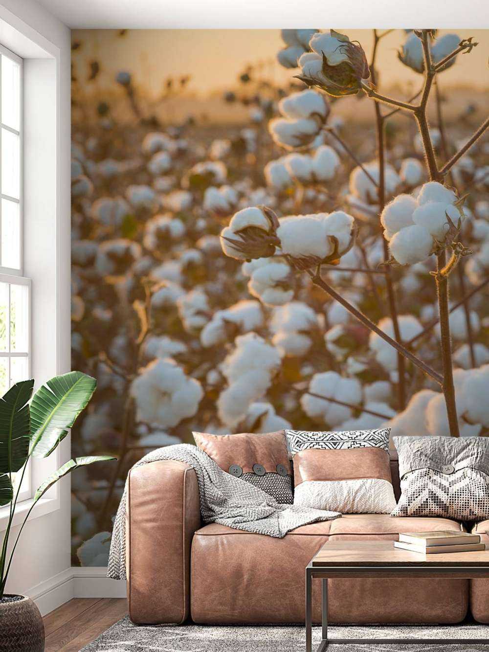 Champ de coton avec un ciel jaune doré