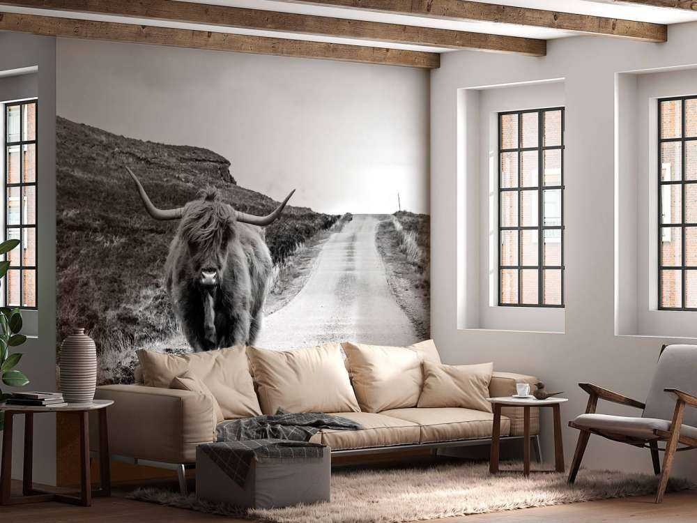 Le Highland écossais sur la route