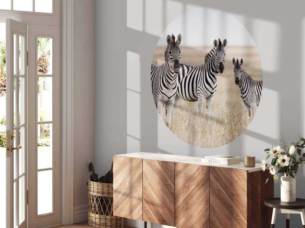 Zèbres dans la nature