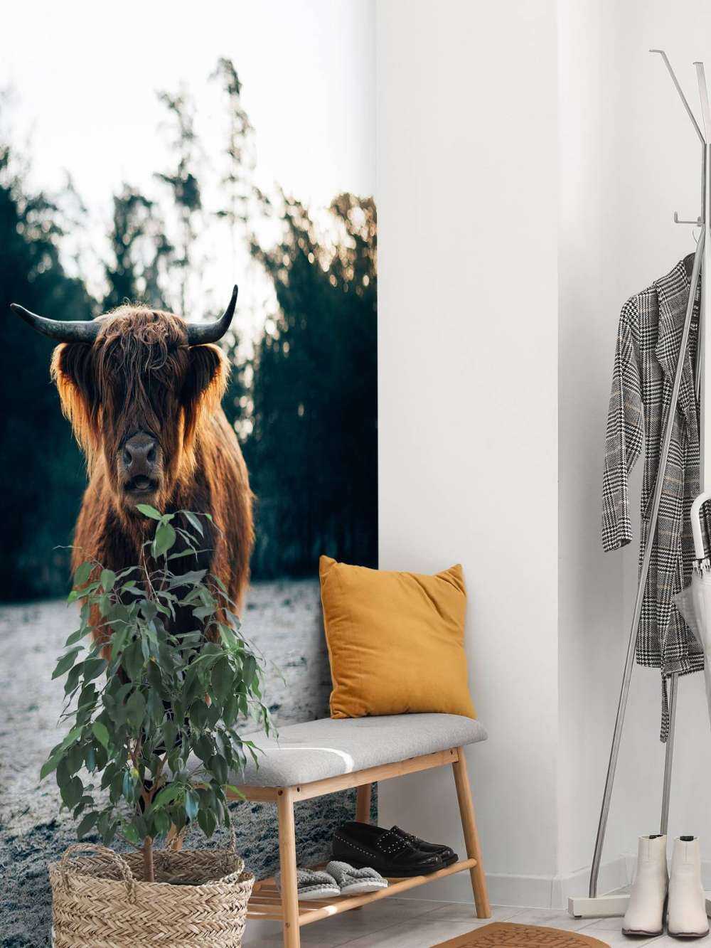 Highlander écossais dans le soleil du matin