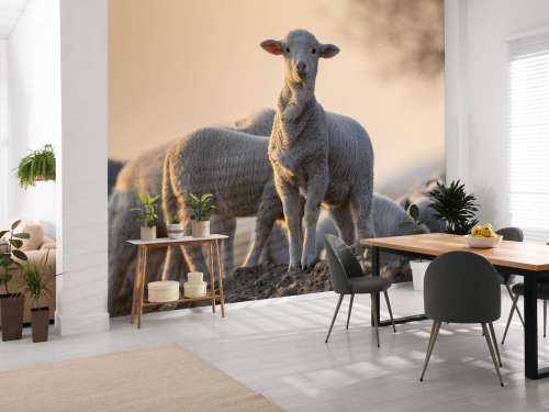 Mouton majestueux