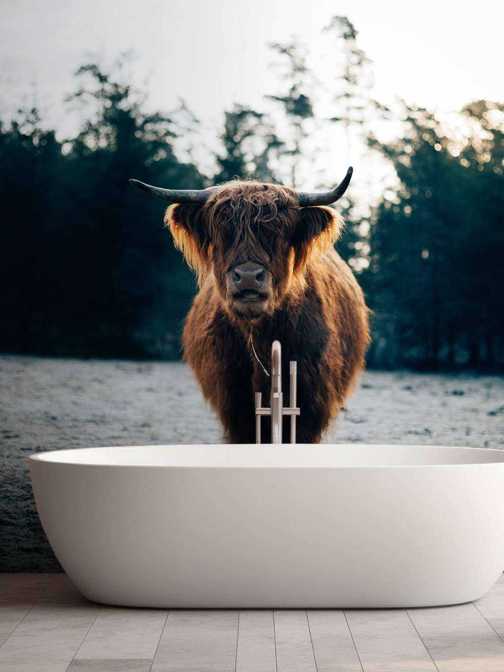 Highlander écossais dans le soleil du matin