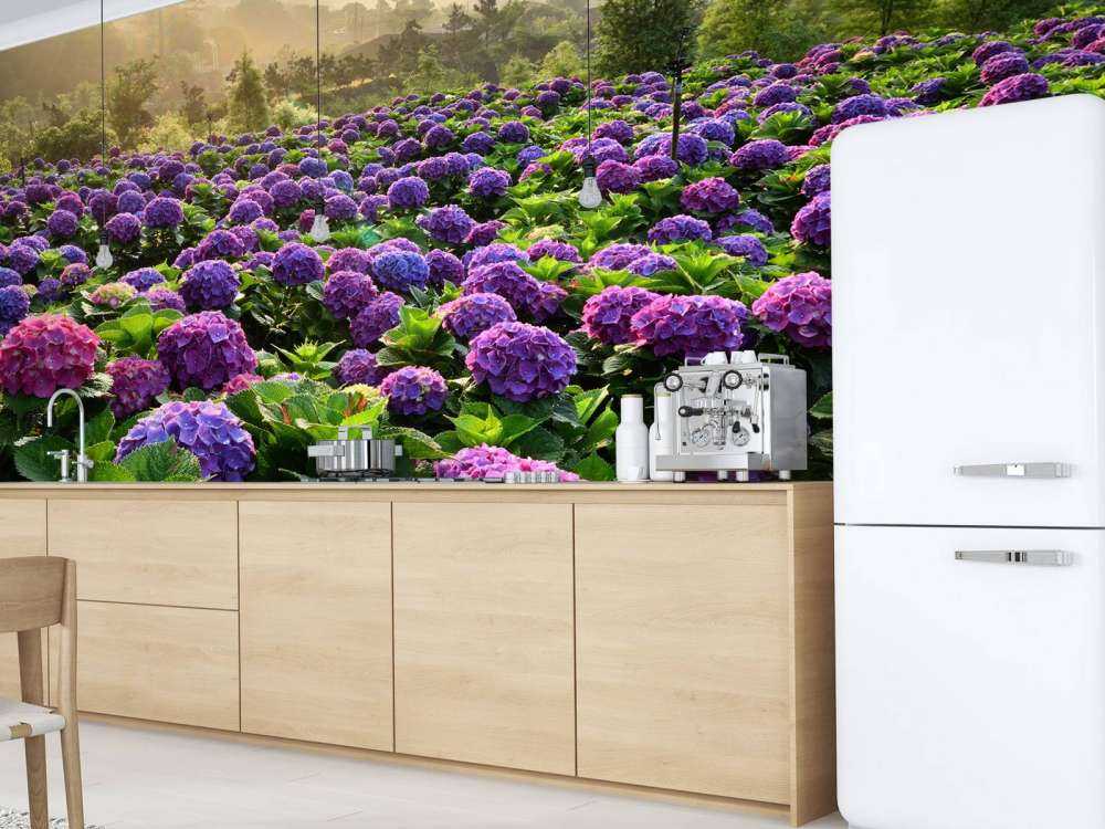 Hortensias dans un champ