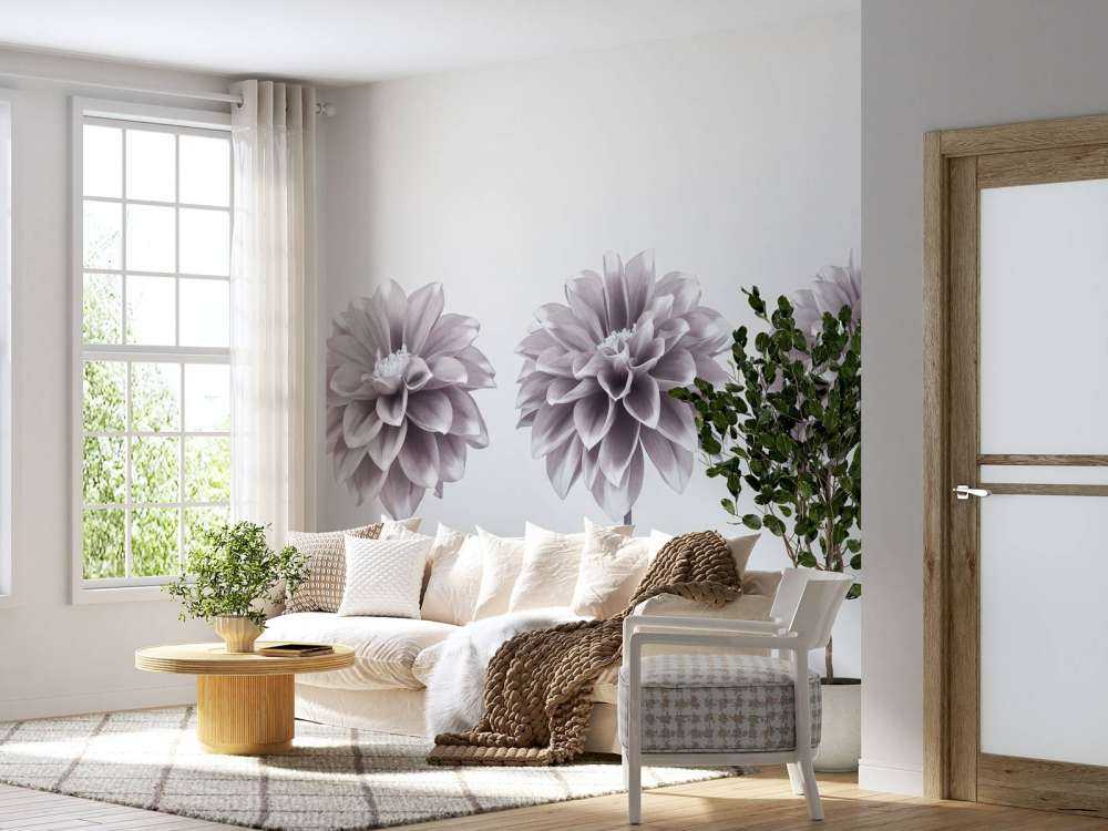 Dahlias