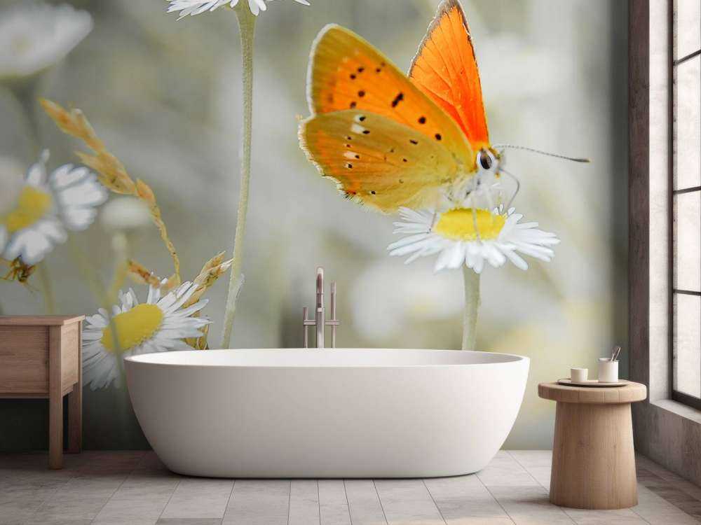 Marguerites&#x20;et&#x20;papillon&#x20;orange