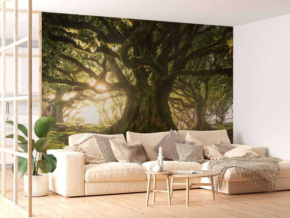 Forêt Enchantée au Soleil