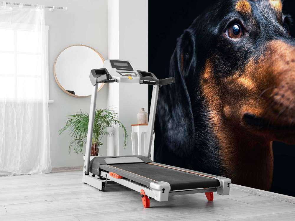 Portrait de fier teckel