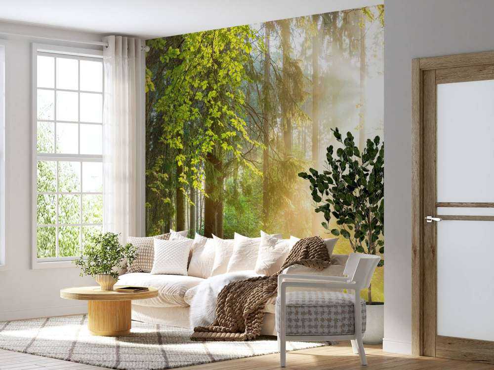 Paysage forestier au lever du soleil