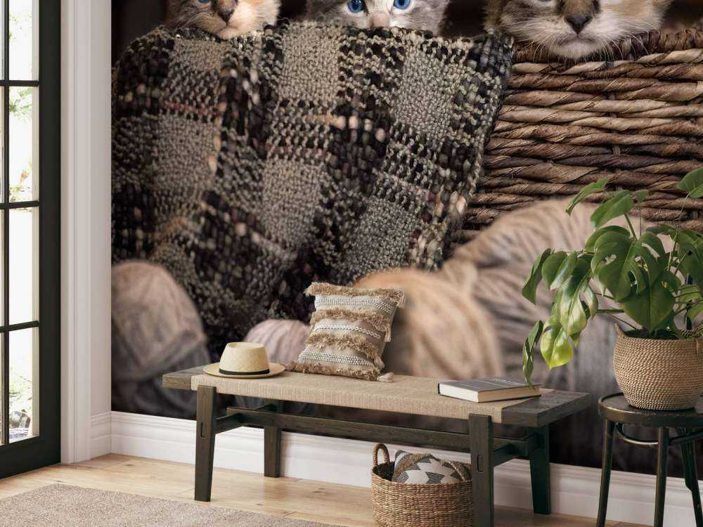 Trois chatons dans un panier