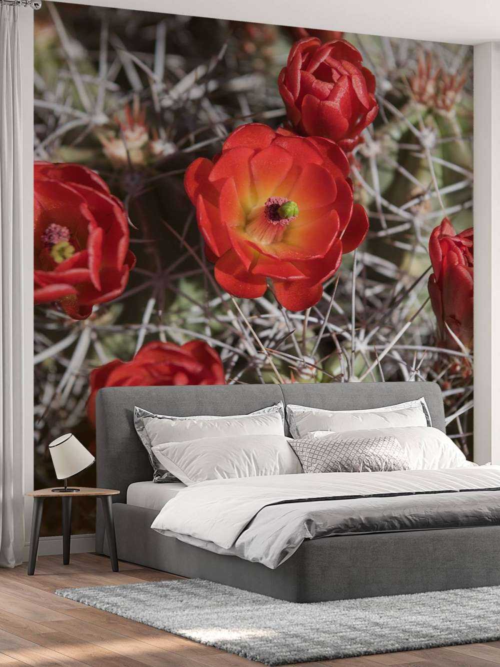 Fleurs de cactus rouge
