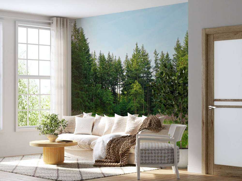 Espace ouvert dans une forêt