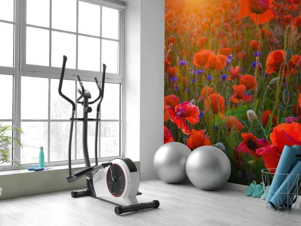 Des coquelicots au soleil levant