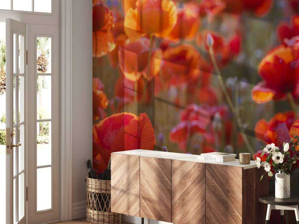 Coquelicots et bleuets