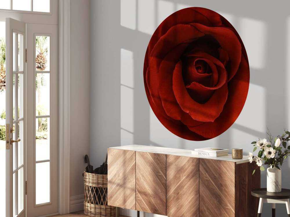 Gros plan sur la rose rouge