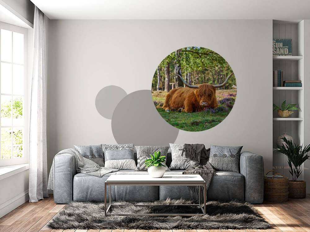 Le repos du Highland écossais