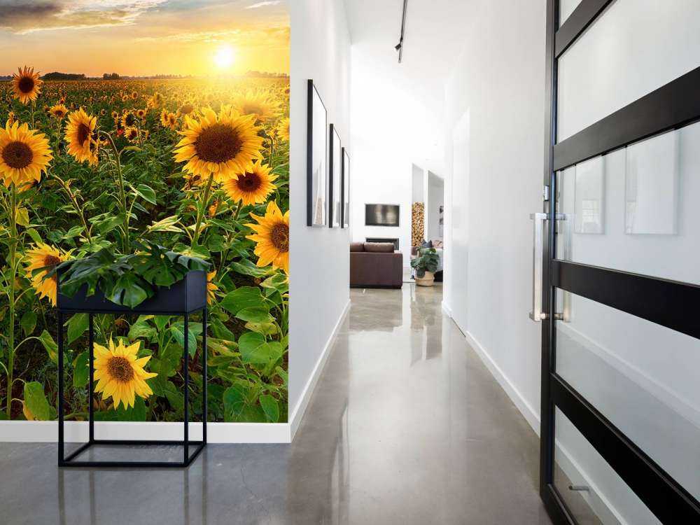 Un beau champ de tournesols