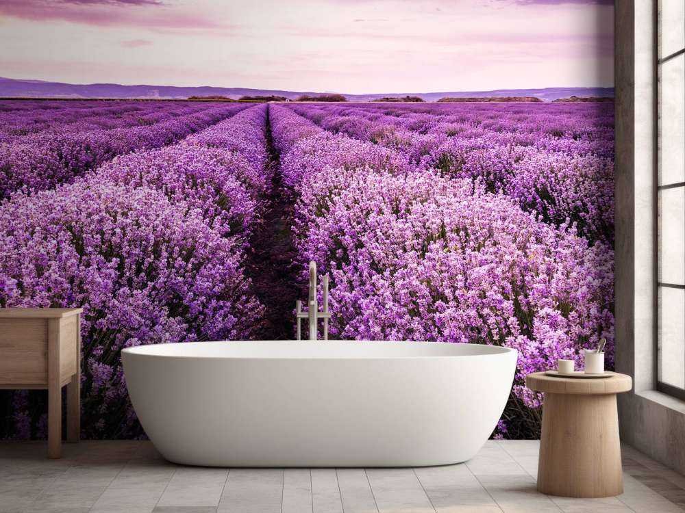 Les buissons de lavande