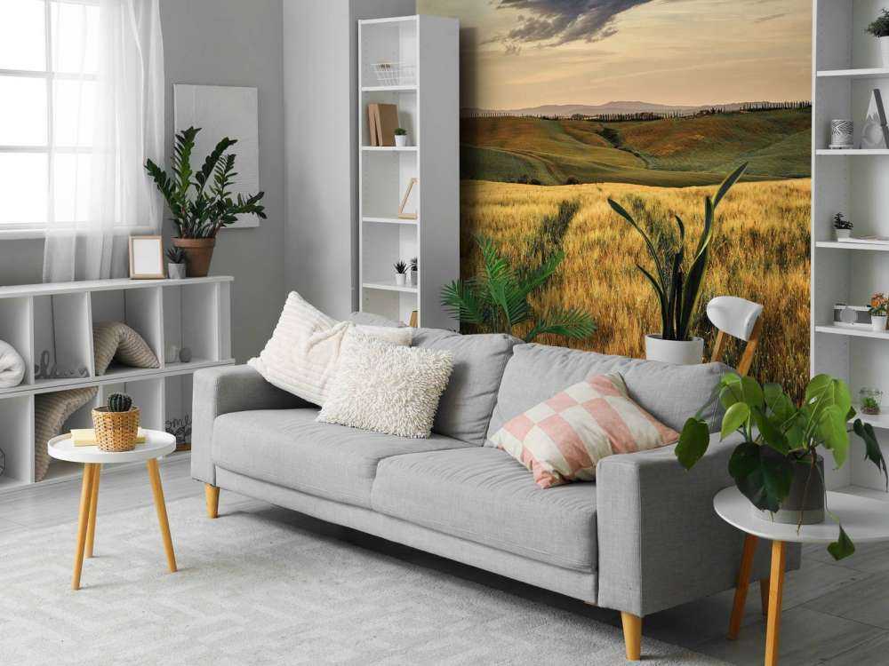 Champ de céréales avec traces