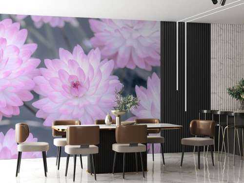 Rose fleur de dahlia