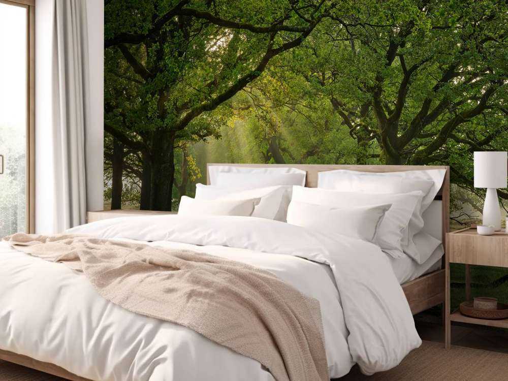 Chemin entre les chênes