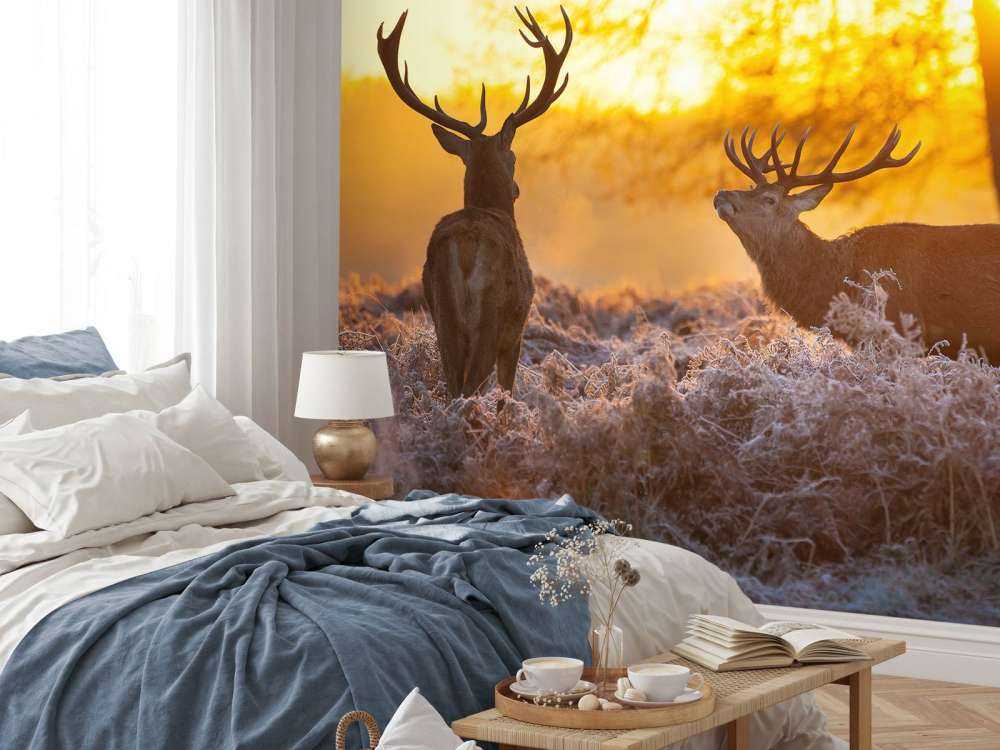 Cerfs au coucher du soleil