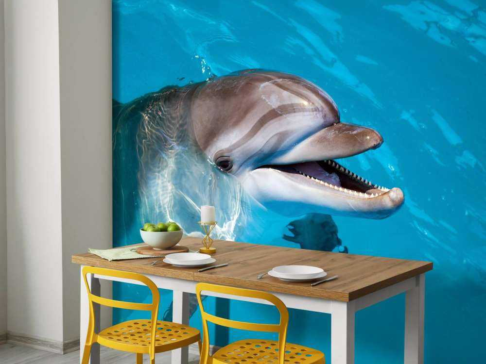 Un dauphin sympathique