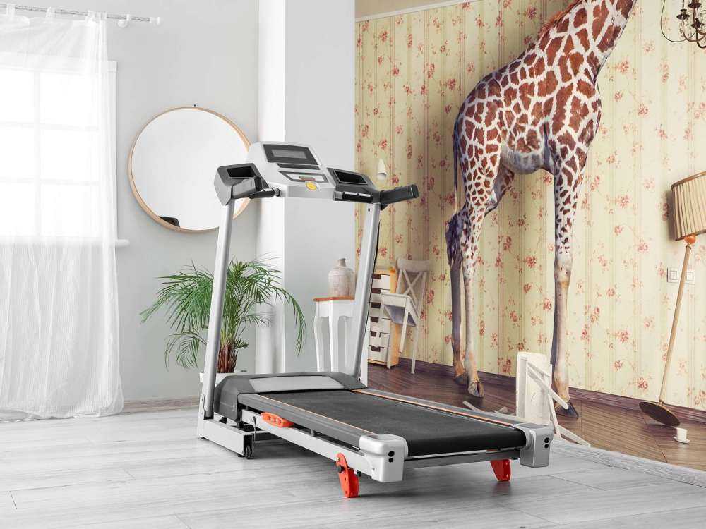 Girafe dans le salon