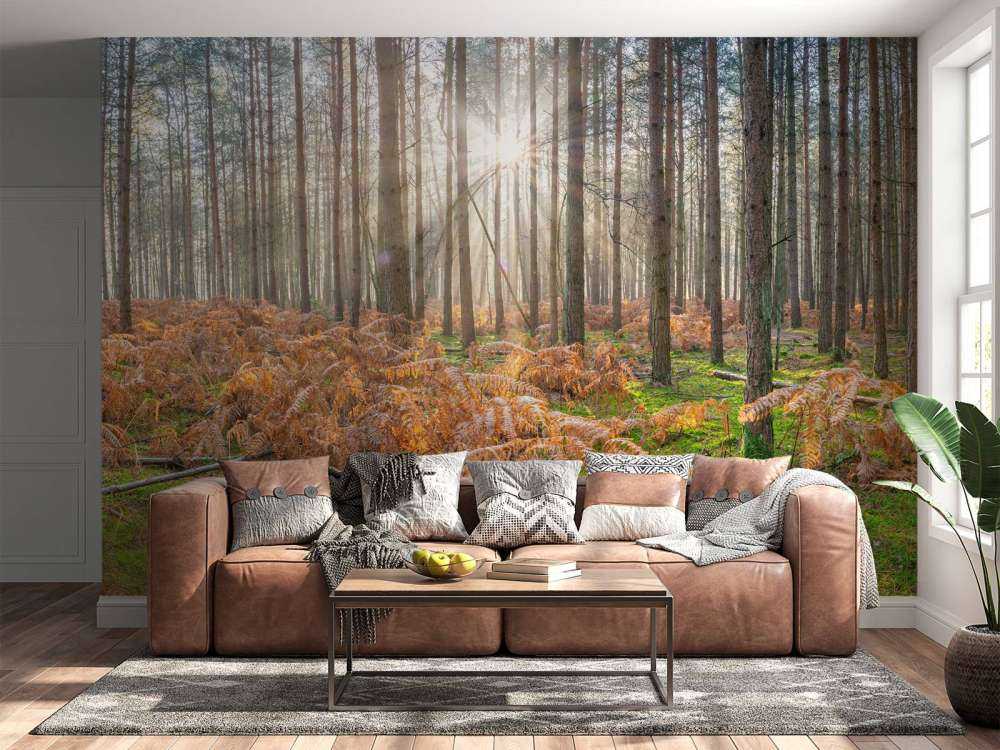 Forêt au lever du soleil