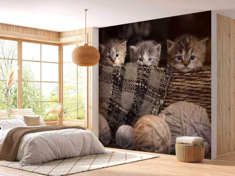 Trois chatons dans un panier