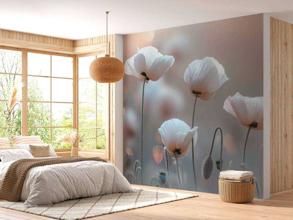 Coquelicots blancs dans la lumière du matin