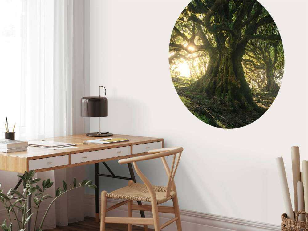 Forêt Enchantée au Soleil