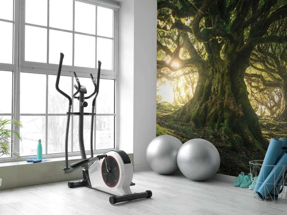 Forêt Enchantée au Soleil