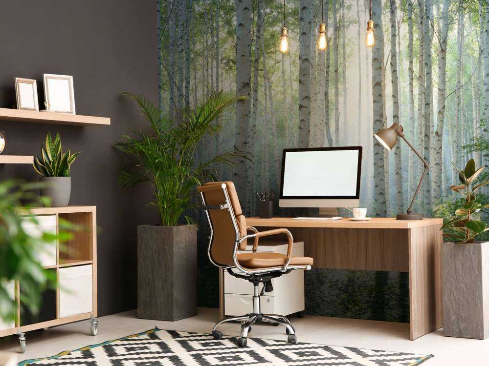 Berkenbos dans la lumière du matin