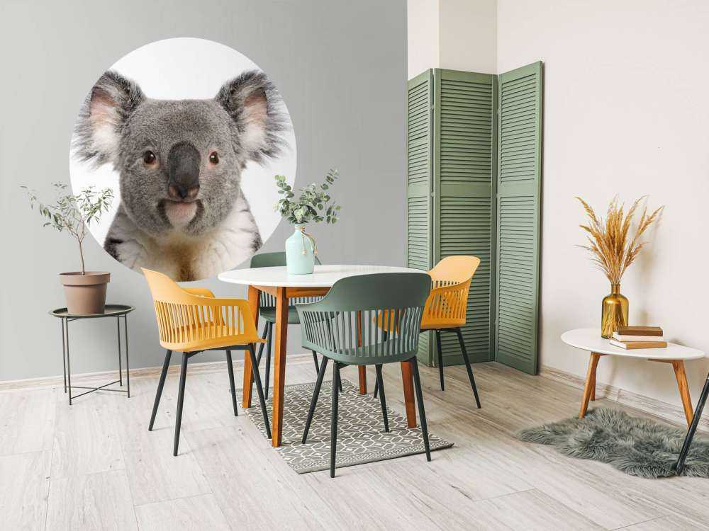 Photo d'un koala