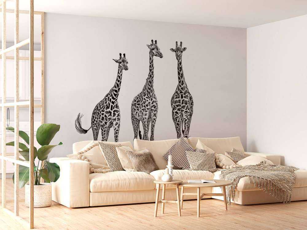 Giraffes in the Mara plains