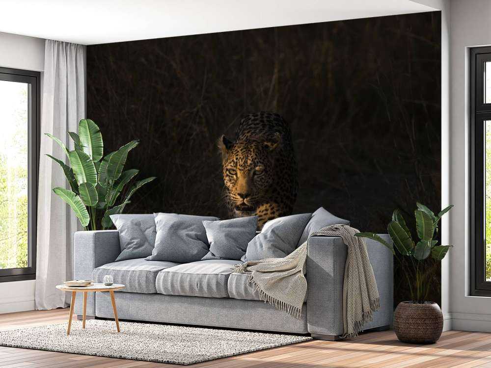 Léopard au coucher de soleil