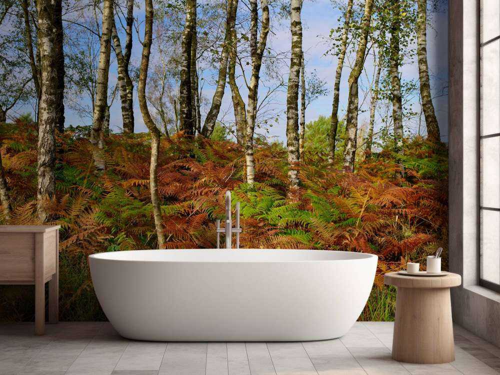 Bouleaux avec fougères colorées