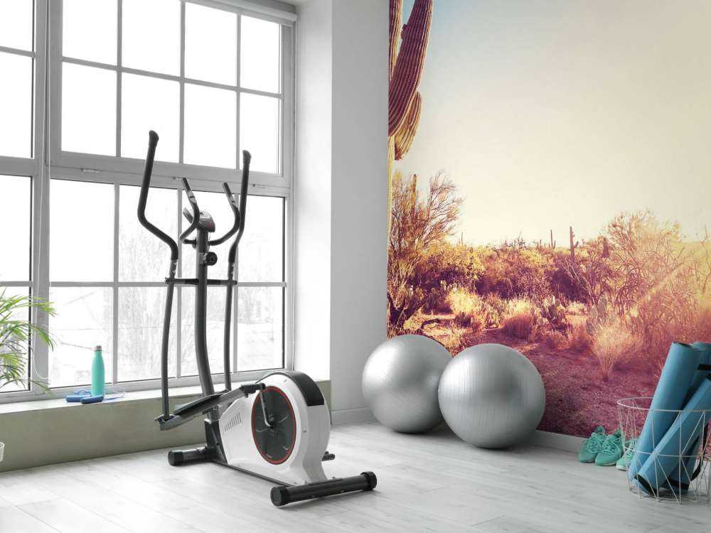 Cactus dans le désert