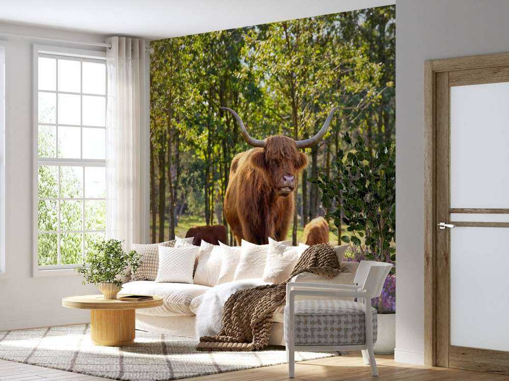 Les Highlands dans une réserve naturelle