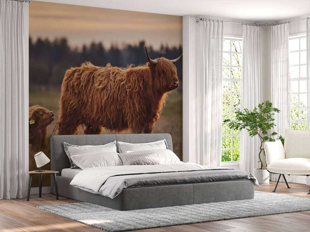 Les Highlands écossais dans la prairie